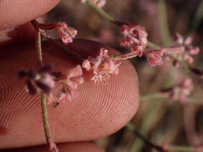 Chaparral Buckwheat photo 4