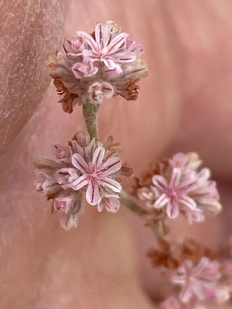 Chaparral Buckwheat photo 5