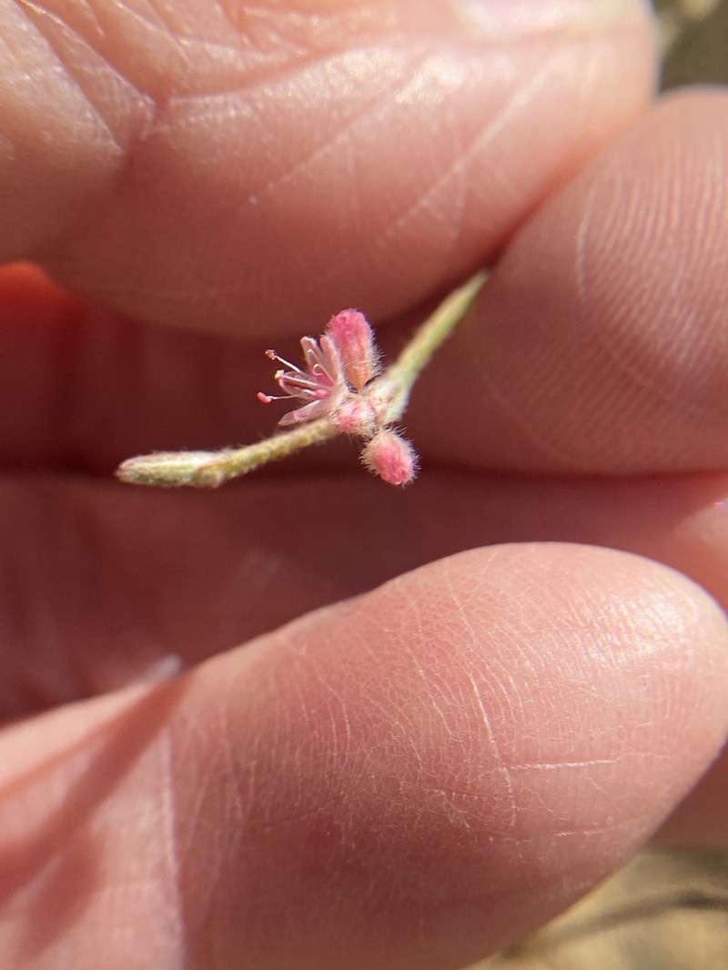 Chaparral Buckwheat photo 6