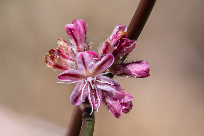 Chaparral Buckwheat photo 7