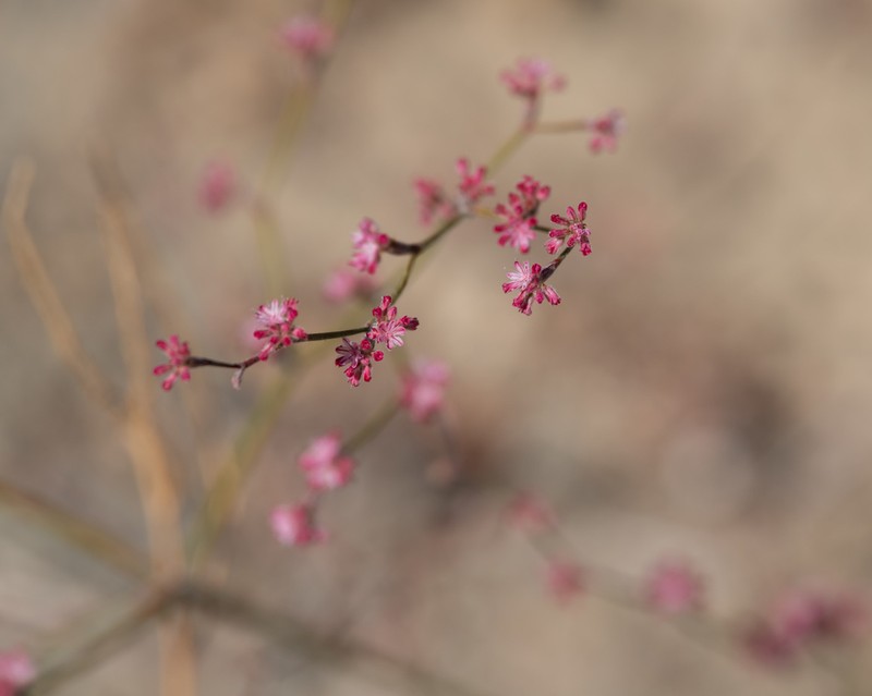Chaparral Buckwheat photo 8