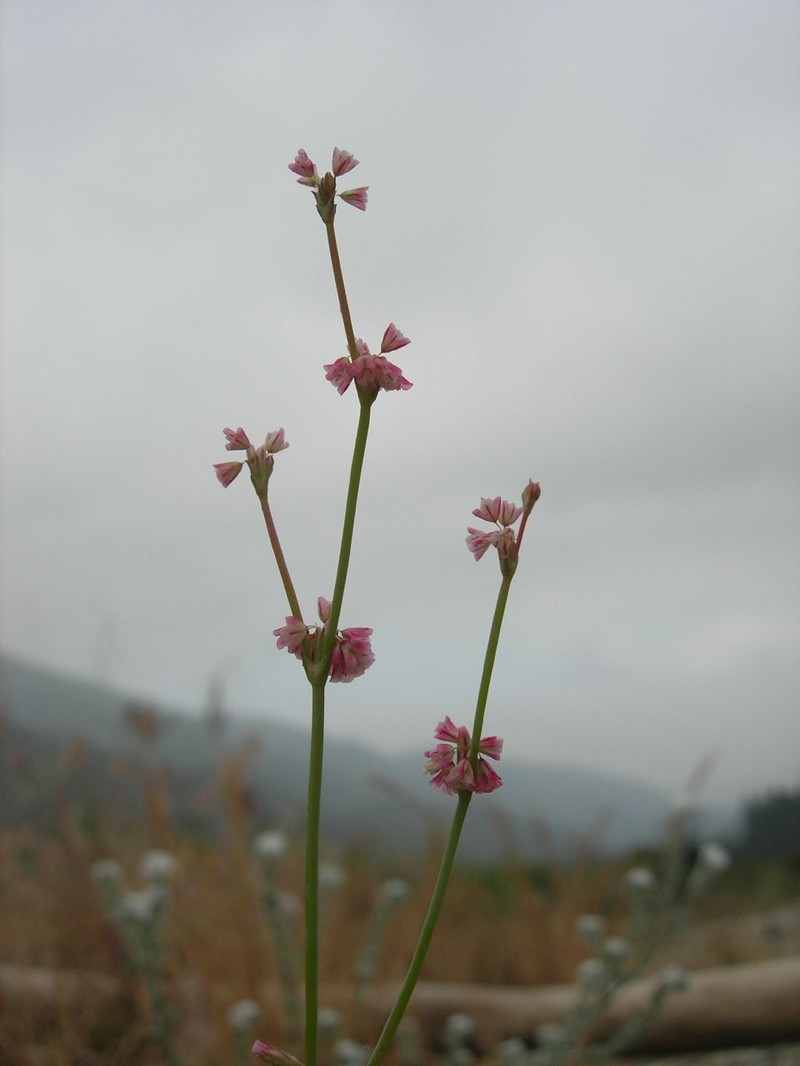Davidson's Buckwheat