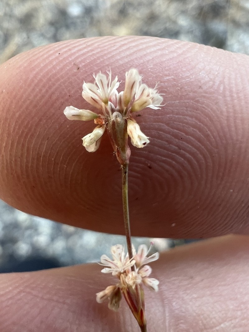 Davidson's Buckwheat