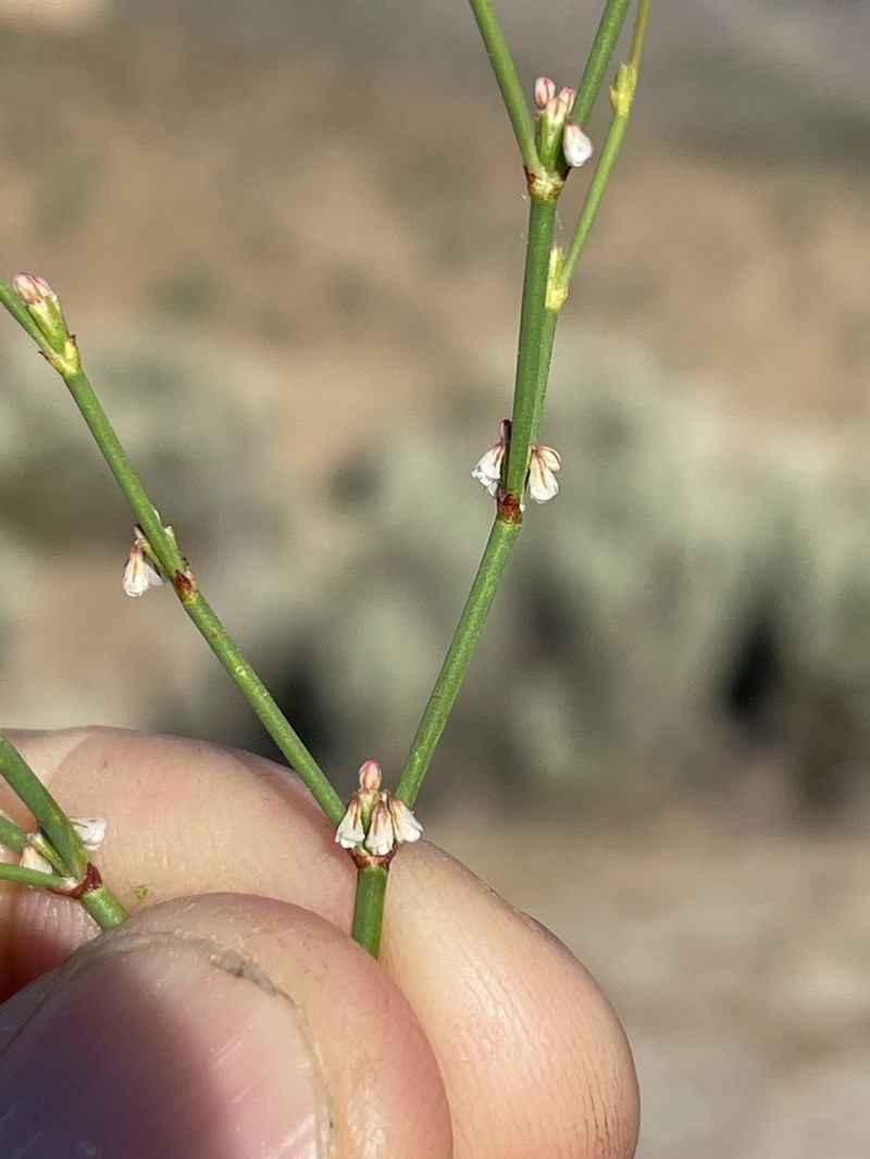 Davidson's Buckwheat photo 2