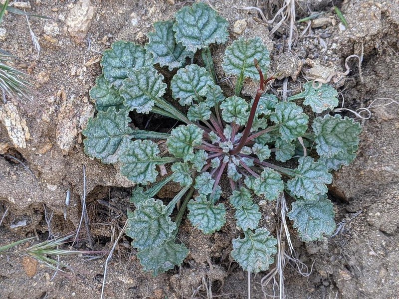 Davidson's Buckwheat photo 3