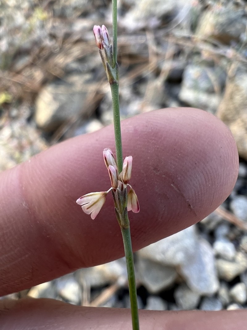 Davidson's Buckwheat photo 4