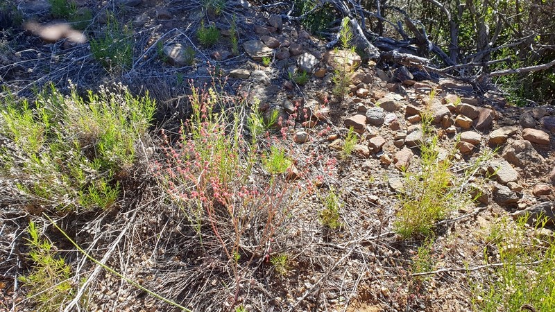 Davidson's Buckwheat photo 5