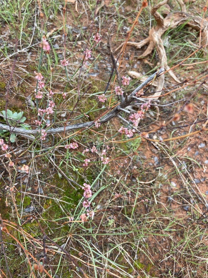 Davidson's Buckwheat photo 6