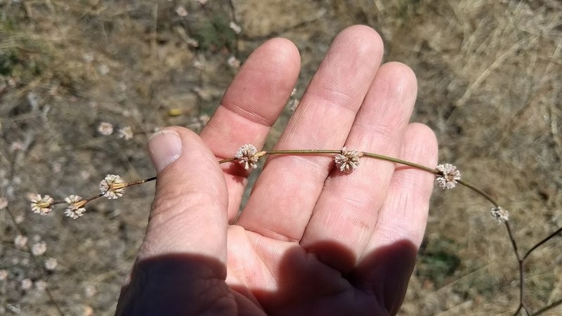 Davidson's Buckwheat photo 7