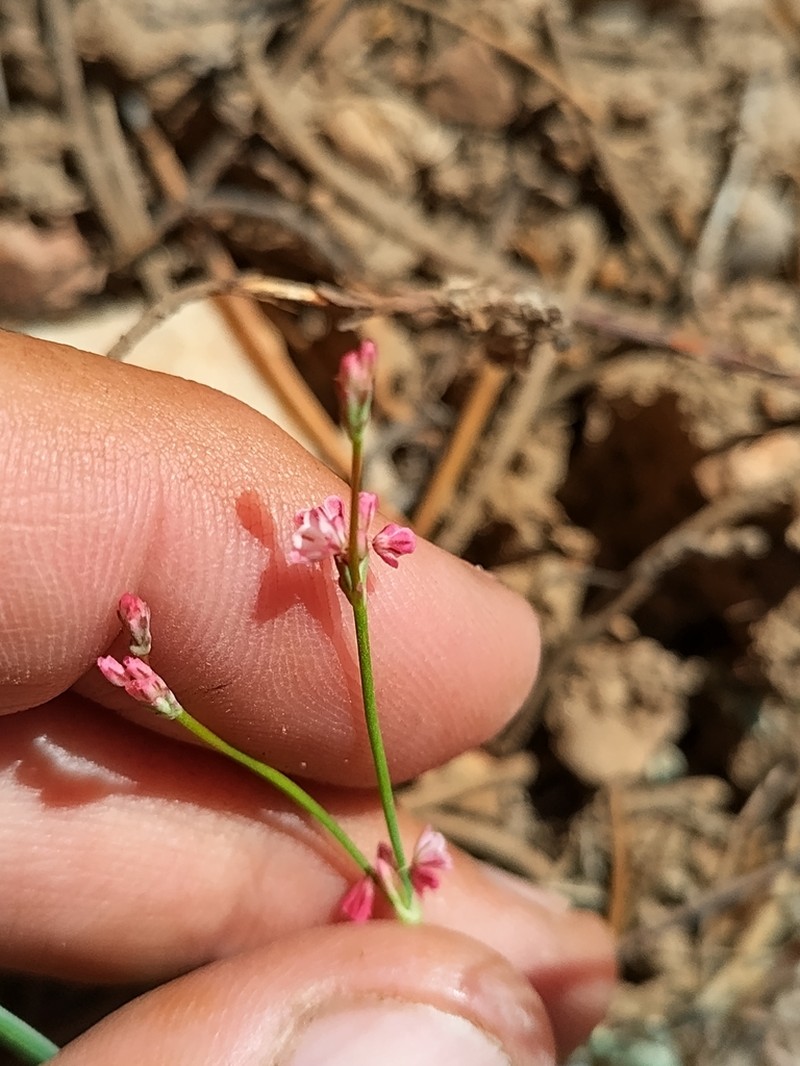 Davidson's Buckwheat photo 8