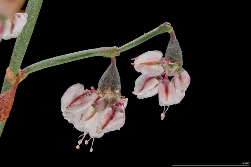 Flatcrown Buckwheat