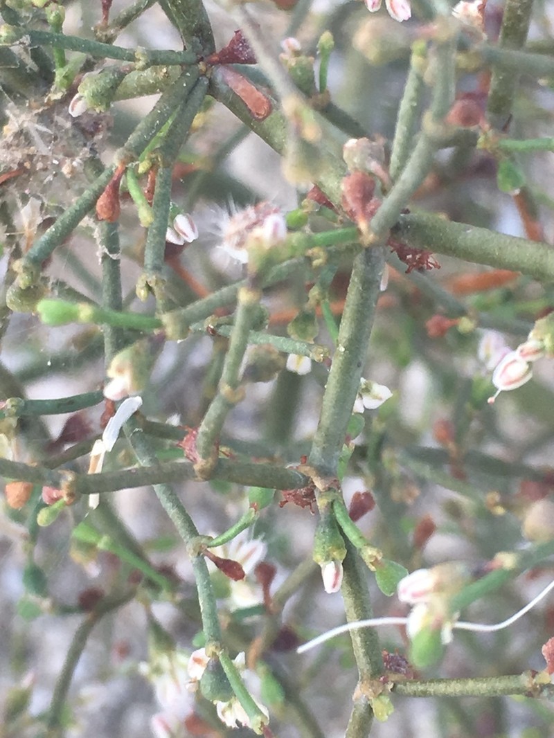 Flatcrown Buckwheat photo 5