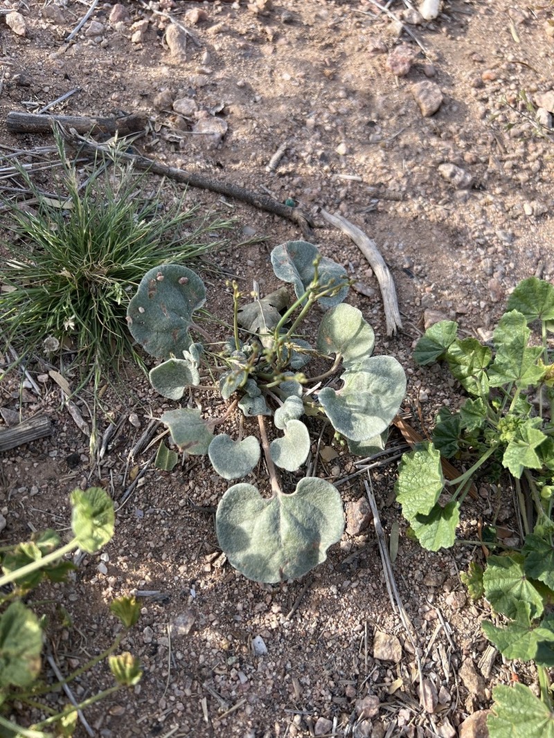 Flatcrown Buckwheat photo 8