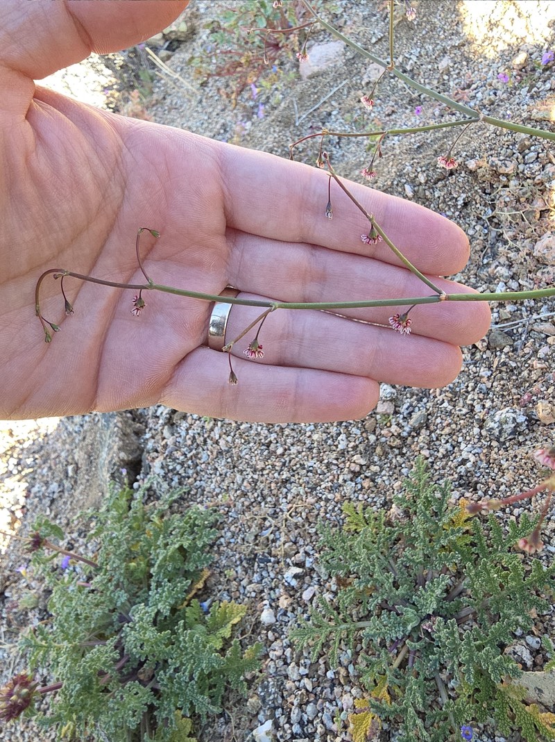 Eriogonum deflexum var. baratum