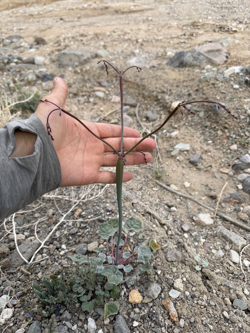 Eriogonum deflexum var. baratum photo 2