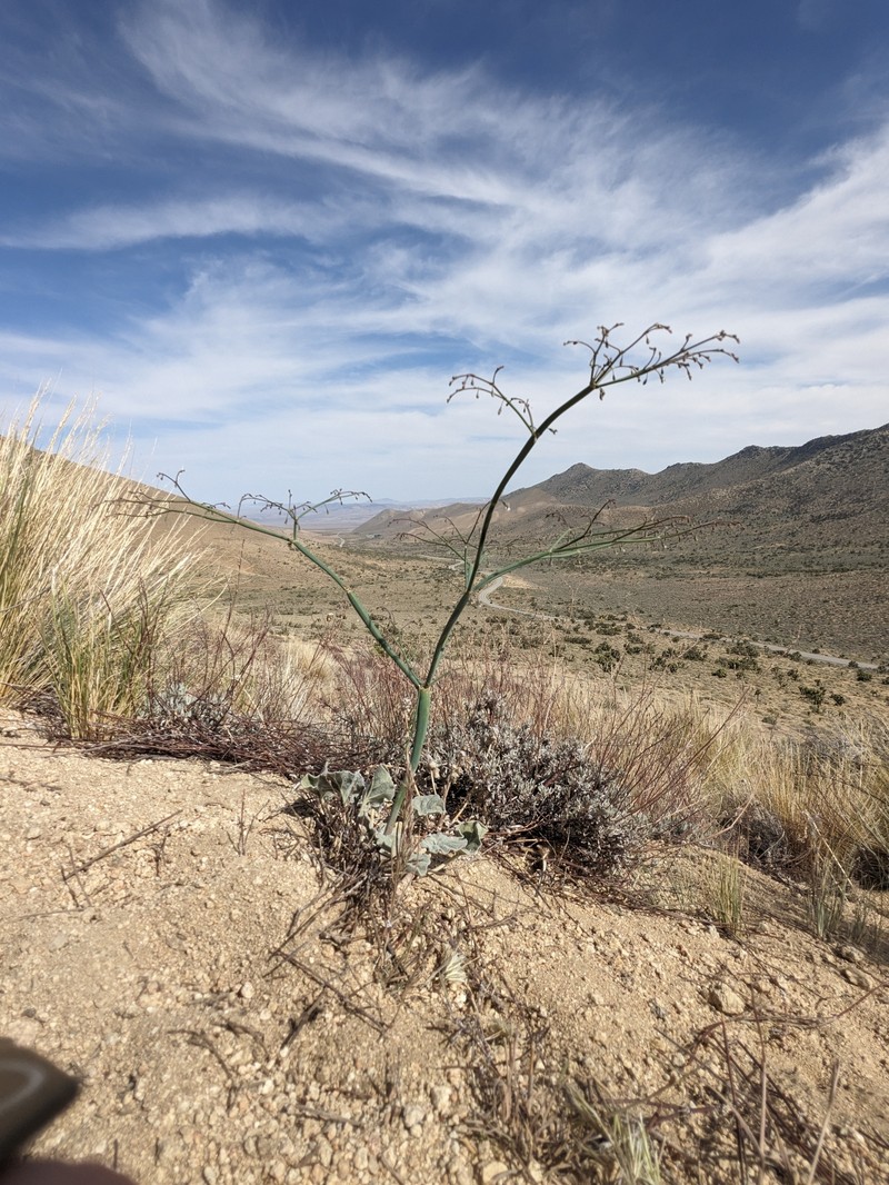 Eriogonum deflexum var. baratum photo 3