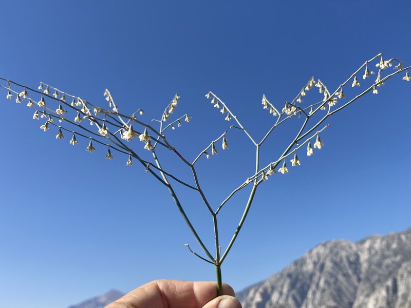 Eriogonum deflexum var. baratum photo 4