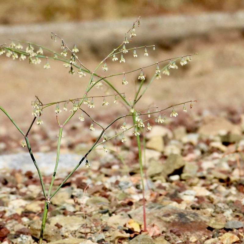 Eriogonum deflexum var. baratum photo 5