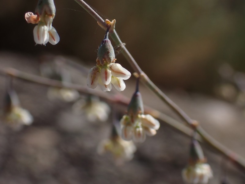 Eriogonum deflexum var. baratum photo 6