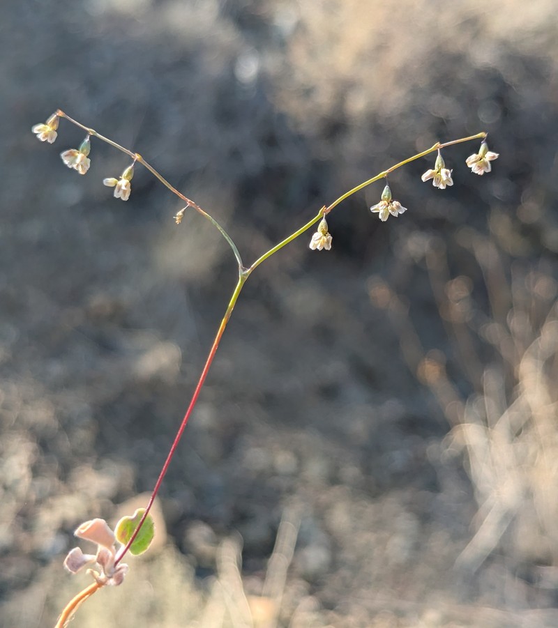 Eriogonum deflexum var. baratum photo 7