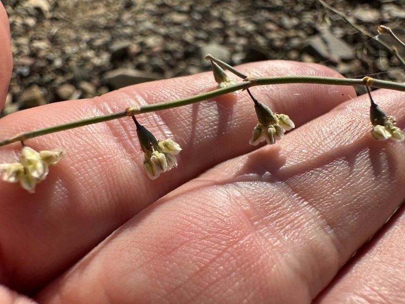 Eriogonum deflexum var. baratum photo 8