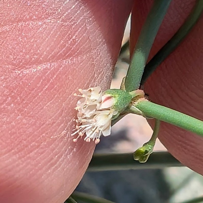 Ladder Buckwheat