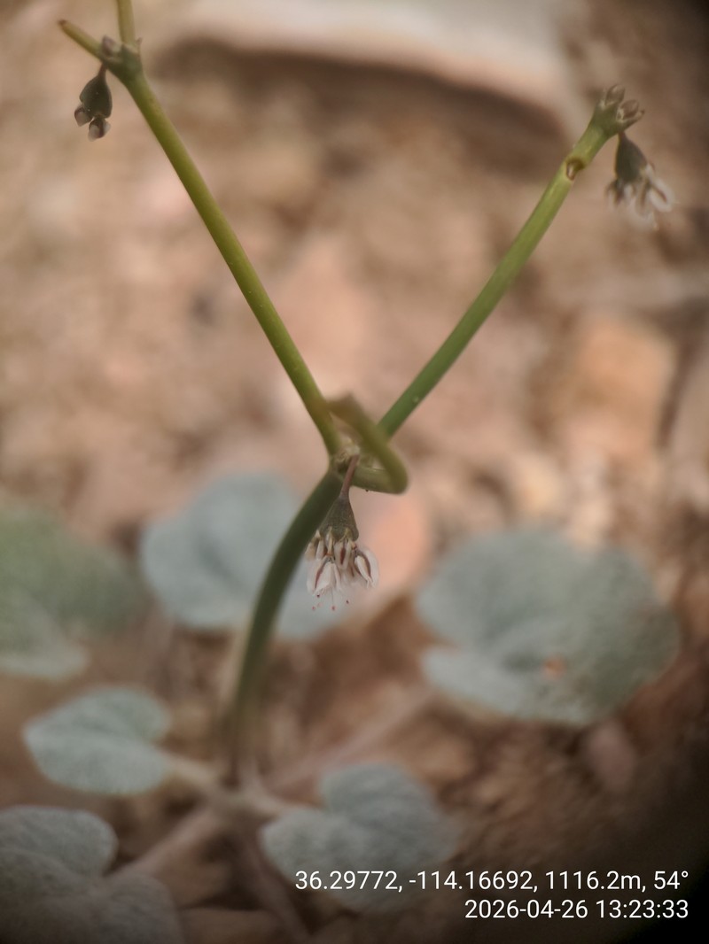 Ladder Buckwheat photo 2