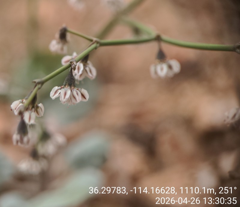 Ladder Buckwheat photo 3