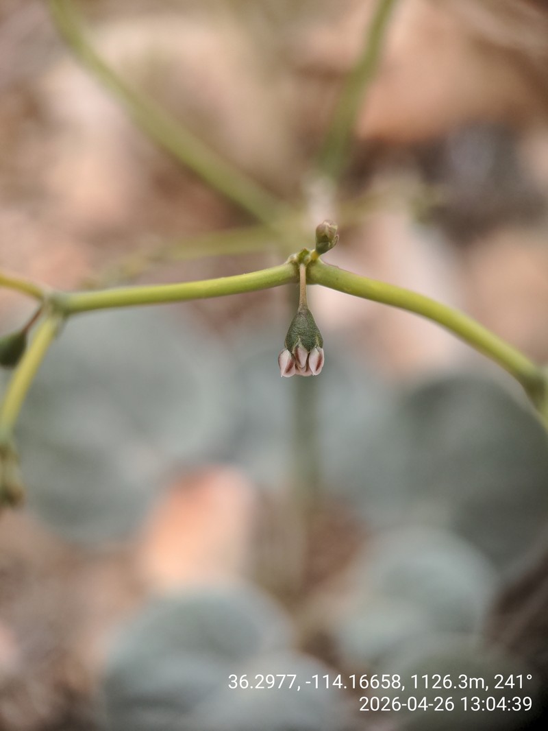 Ladder Buckwheat photo 4