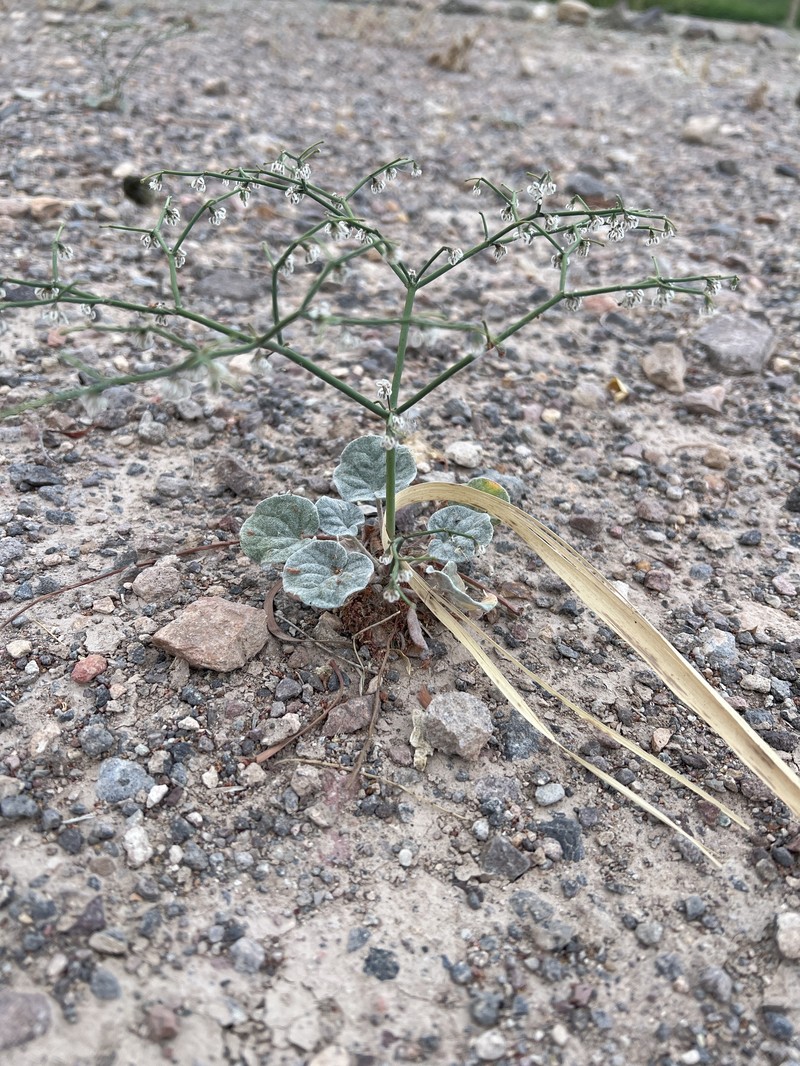 Ladder Buckwheat photo 5