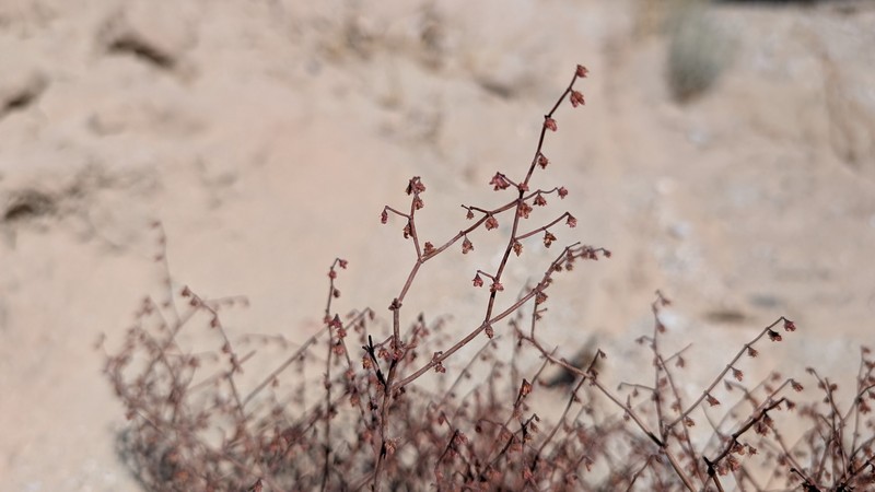 Ladder Buckwheat photo 6