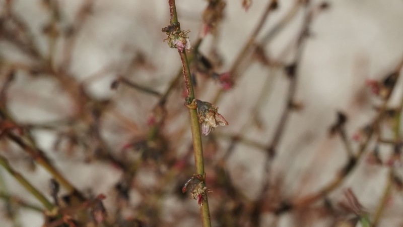 Ladder Buckwheat photo 7