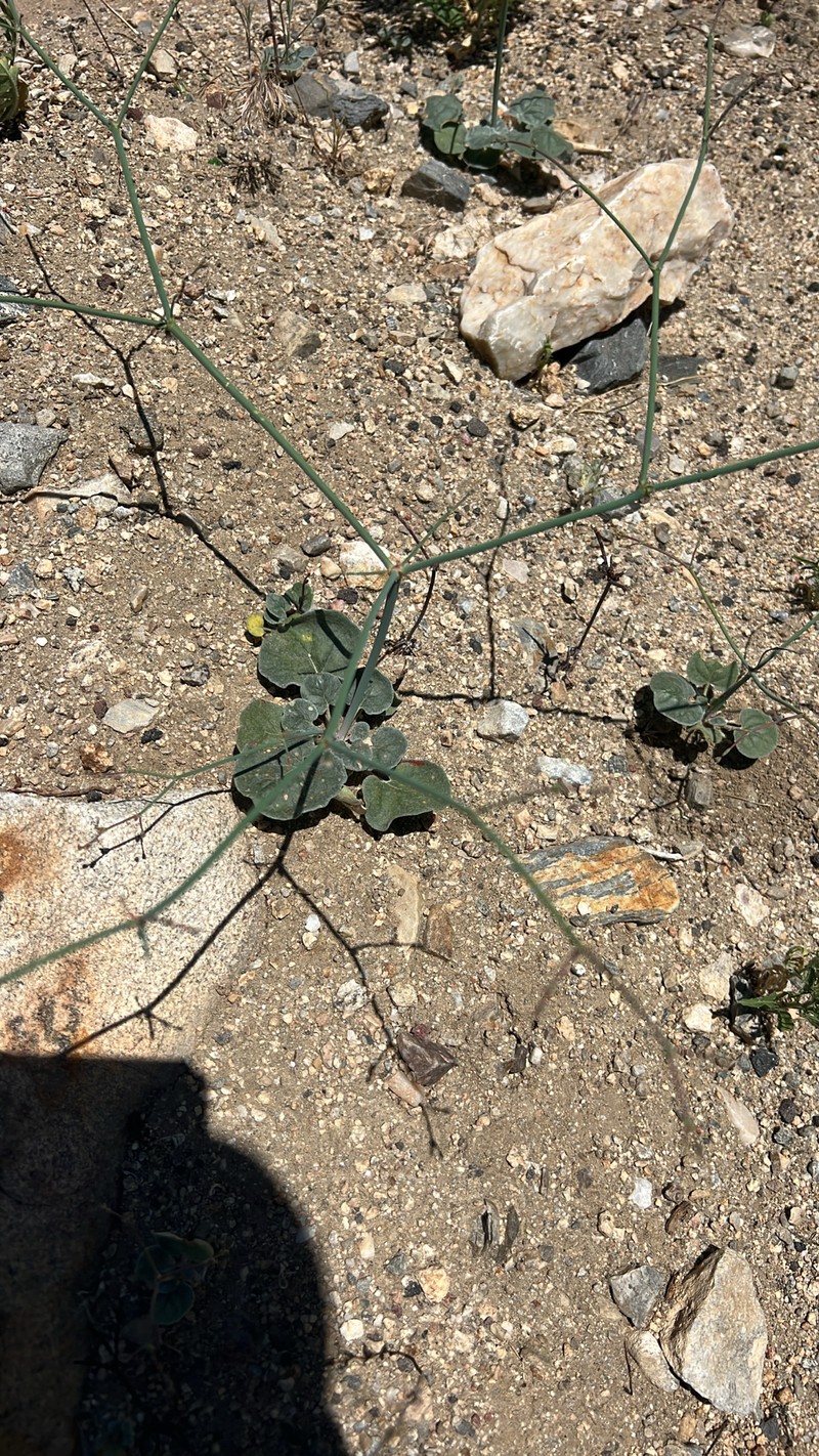 Ladder Buckwheat photo 8