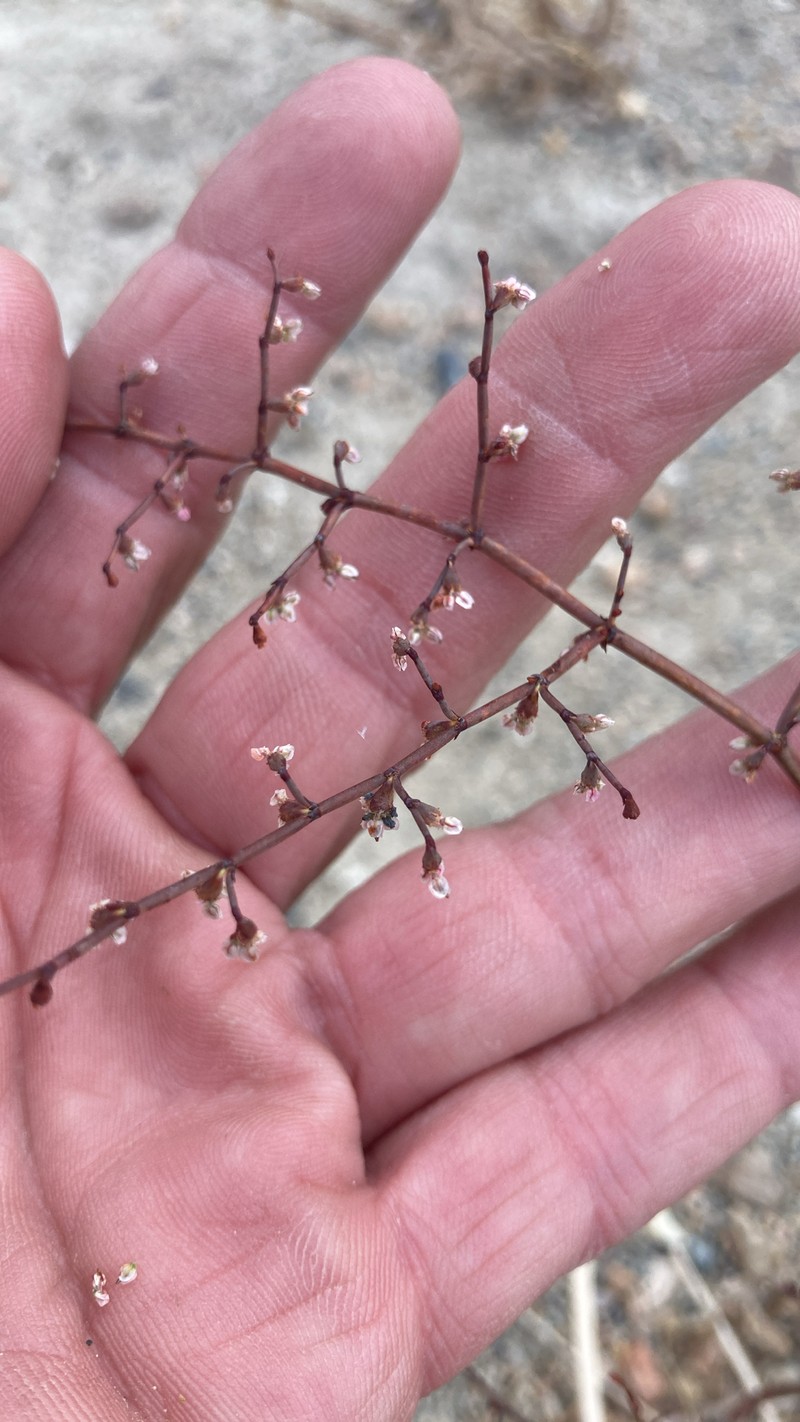 Eriogonum deflexum var. nevadense