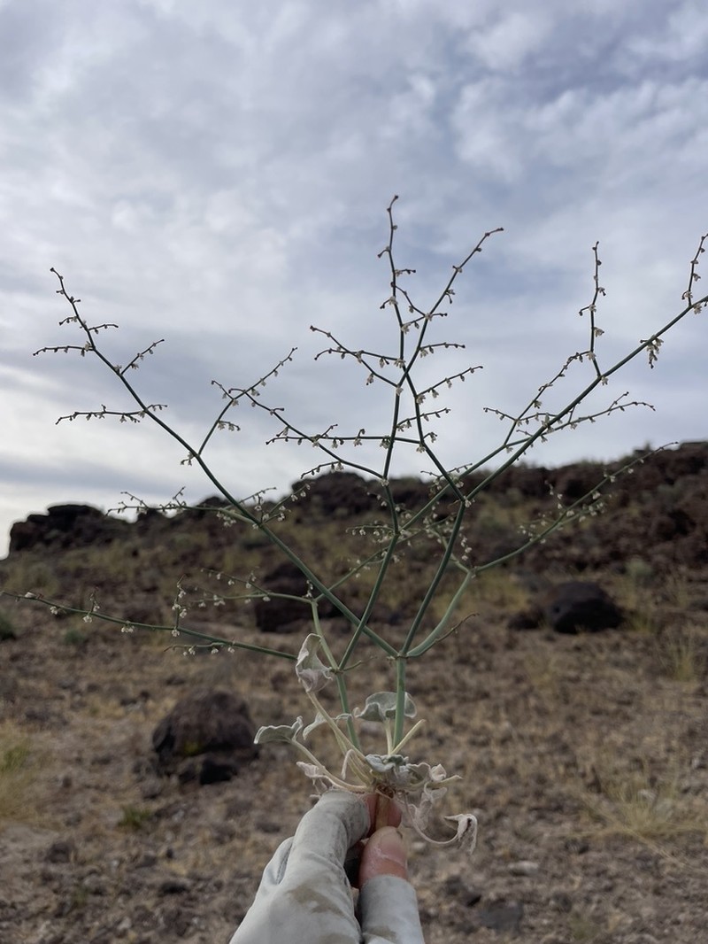 Eriogonum deflexum var. nevadense photo 2