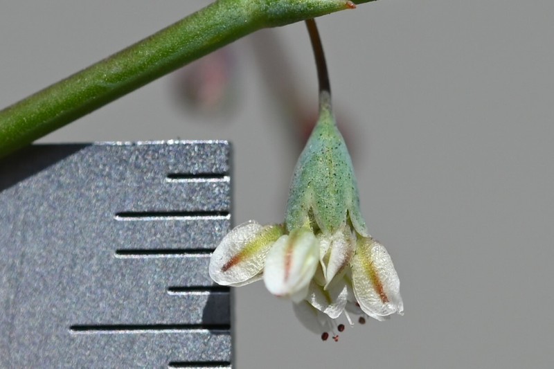 Eriogonum deflexum var. nevadense photo 3
