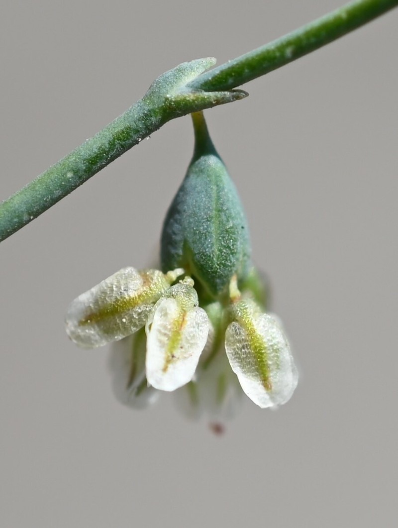 Eriogonum deflexum var. nevadense photo 4