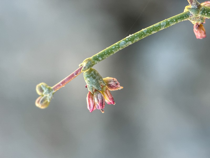 Eriogonum deflexum var. nevadense photo 5