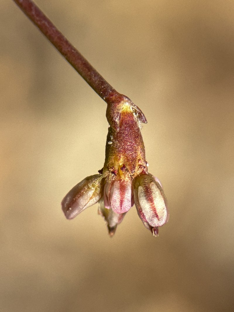 Eriogonum deflexum var. nevadense photo 6