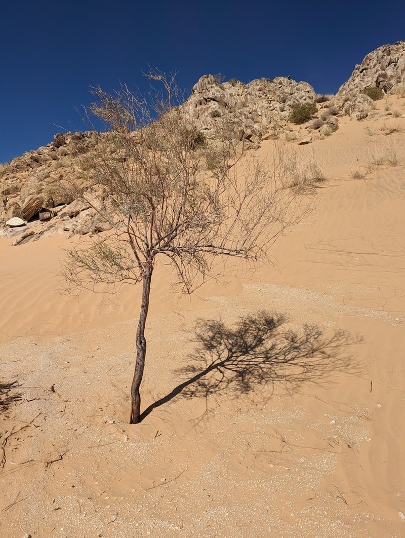 Colorado Desert Buckwheat