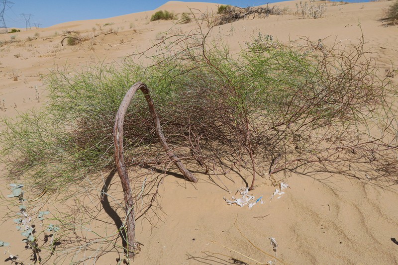 Colorado Desert Buckwheat photo 2