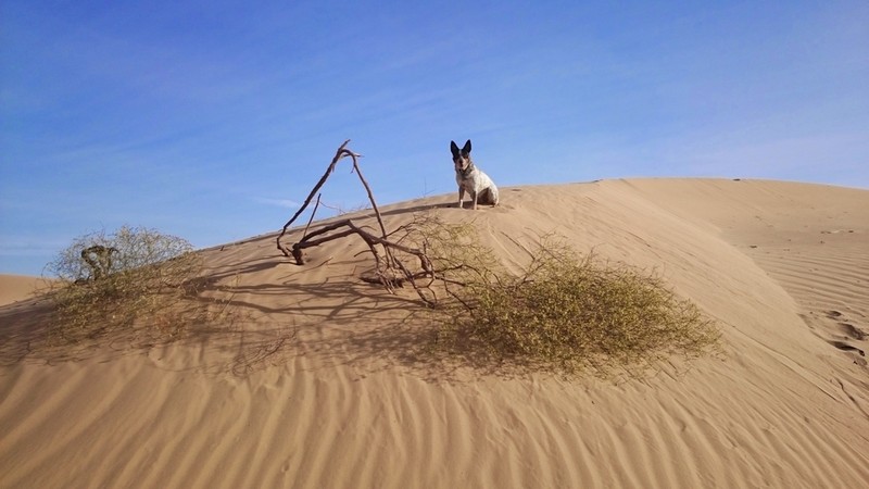 Colorado Desert Buckwheat photo 3
