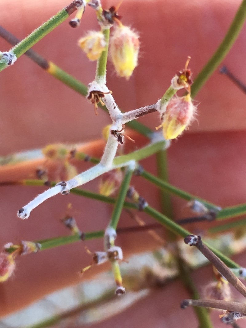 Colorado Desert Buckwheat photo 4