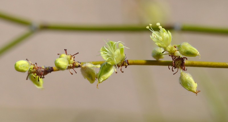Colorado Desert Buckwheat photo 5