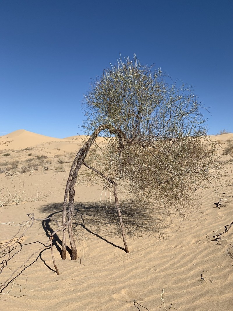 Colorado Desert Buckwheat photo 6