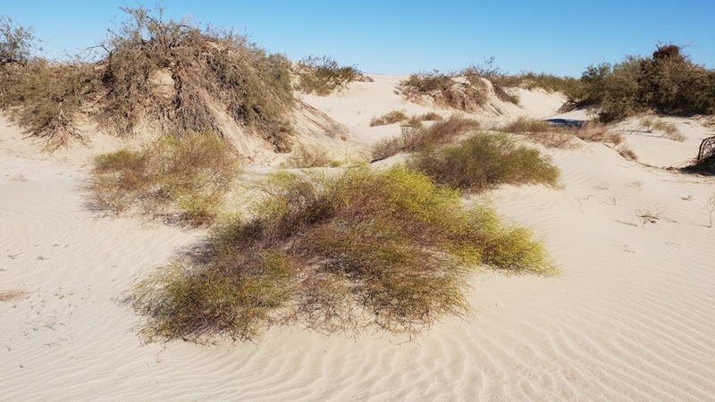 Colorado Desert Buckwheat photo 7