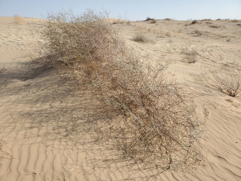 Colorado Desert Buckwheat photo 8