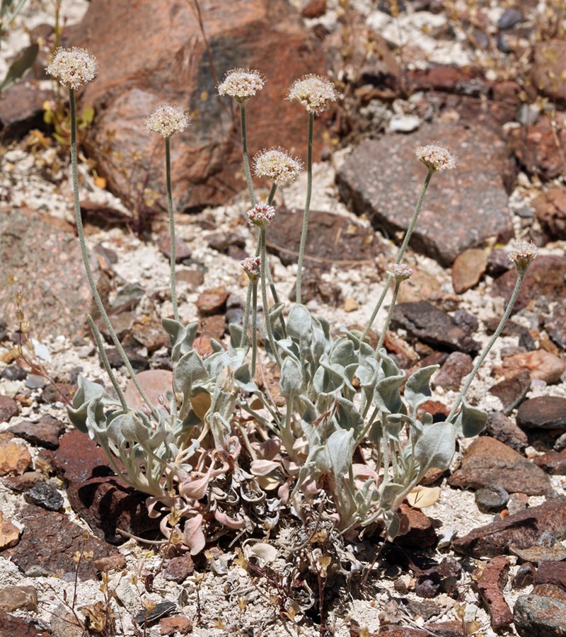 Churchill Narrows Buckwheat
