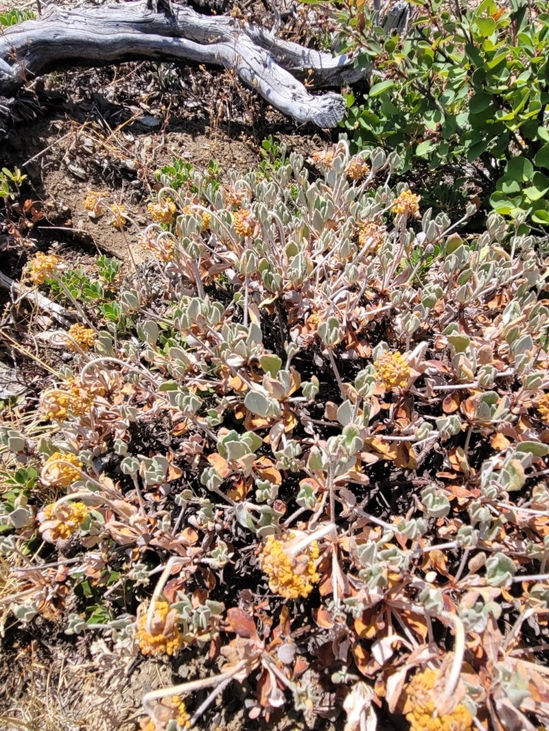 Jaynes Canyon Buckwheat
