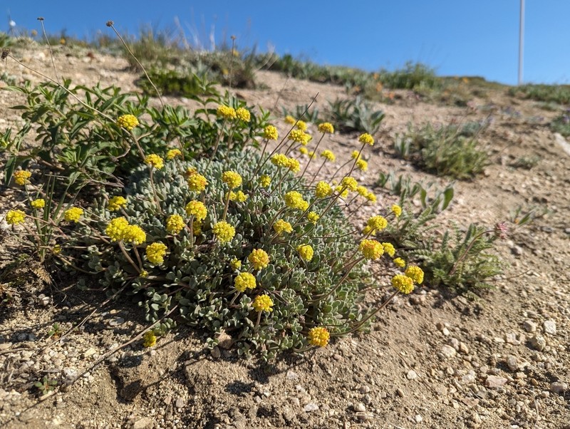 Jaynes Canyon Buckwheat photo 2